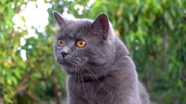 Turuncu gözlü İngiliz Shorthair kedisi bahçeye bakıyor
