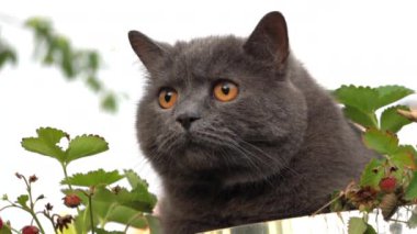 Turuncu gözlü İngiliz Shorthair kedisi bahçedeki çileklerin yakınına bakıyor.