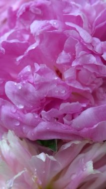 Çiçek açmış pembe şakayıkları kapatın. Üzerlerine yağmur damlaları damlatın.