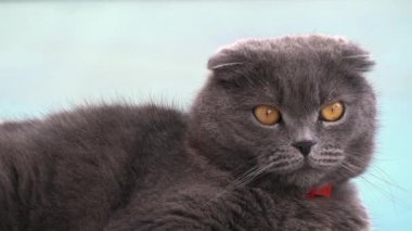 Turuncu gözlü, kırmızı yakalı, mavi arka planlı İskoç kedisi.