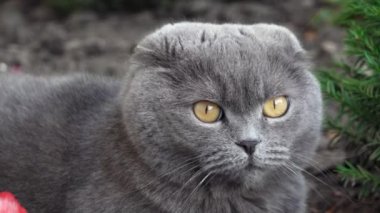 Turuncu gözlü, kırmızı yakalı İskoç kedisi bahçeye bakıyor.