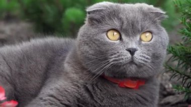 Turuncu gözlü, kırmızı yakalı İskoç kedisi bahçeye bakıyor.