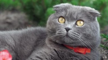 Turuncu gözlü, kırmızı yakalı İskoç kedisi bahçeye bakıyor.