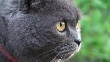 Turuncu gözlü, kırmızı yakalı İskoç kedisi bahçeye bakıyor.