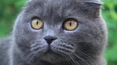 Turuncu gözlü, kırmızı yakalı İskoç kedisi bahçeye bakıyor.