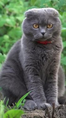 Turuncu gözlü, kırmızı yakalı bir İskoç kedisi bahçeye bakıyor. Dikey