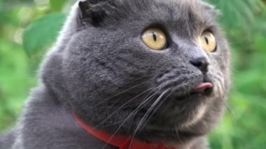 Turuncu gözlü, kırmızı yakalı İskoç kedisi bahçeye bakıyor.