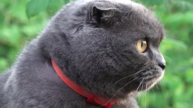 Turuncu gözlü, kırmızı yakalı İskoç kedisi bahçeye bakıyor.