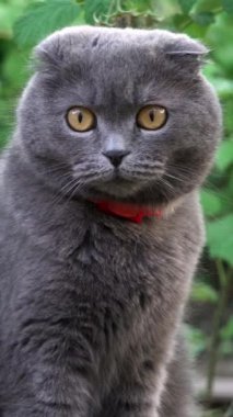 Turuncu gözlü, kırmızı yakalı bir İskoç kedisi bahçeye bakıyor. Dikey