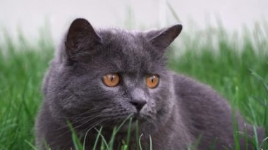 Bahçedeki çimlerde dinlenen turuncu gözlü İngiliz Shorthair kedisi.