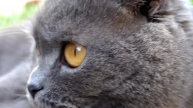 Turuncu gözlü, kırmızı yakalı İskoç kedisi bahçeye bakıyor.