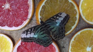 Parthenos Sylvia kelebeği portakal ve greyfurtlardan nektar yiyor.