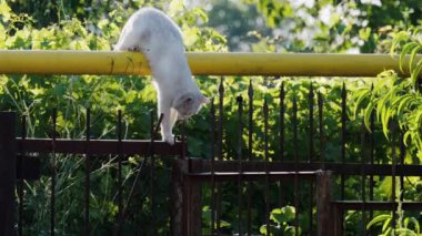 Beyaz kedi güpegündüz çitten atlıyor.