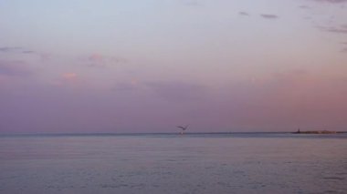 Martı gün batımında Fransa 'nın Cannes şehrinde denizin üzerinde uçuyor.