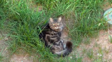 Kahverengi kedi çimenlerde dinleniyor.