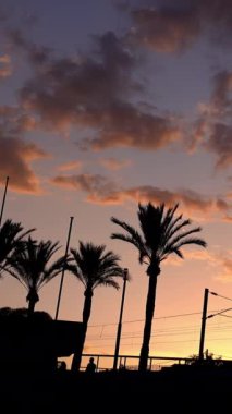 Günbatımında Fransa 'nın Cannes kentindeki sokakta palmiye ağaçlarının görüntüsü. Dikey