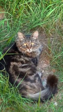 Kahverengi kedi çimenlerde dinleniyor. Dikey
