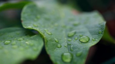 Su damlaları olan yeşil bir yaprağa yaklaş.