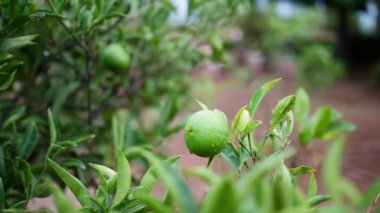 Ağaçta yetişen yeşil, ıslak bir limona yaklaş