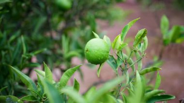 Ağaçta yetişen yeşil, ıslak bir limona yaklaş