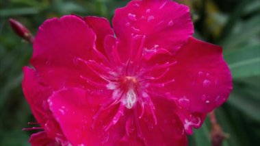 Su damlalı pembe bir zakkum çiçeğine yaklaş.