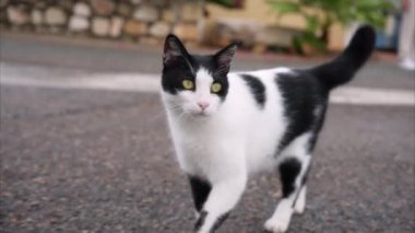Sokakta yürüyen siyah benekli beyaz kedi.