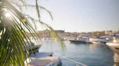 Arka planda limana yanaşmış tekneleri olan bir palmiye yaprağını kapat.