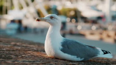 Arka planda bulanık dönme dolap olan plajdaki martıyı kapat.