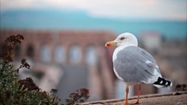 Sahilde yürüyen bir martıyı kapatın. Arka planda bulanık bir liman manzarası var.
