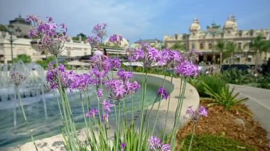 Monte Carlo Kumarhanesi 'nin bulanık manzaralı çeşmenin yanındaki Tulbaghia Violacea fabrikasını kapatın.