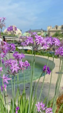 Monte Carlo Kumarhanesi 'nin bulanık manzaralı bir çeşmenin yanındaki Tulbaghia Violacea fabrikasını kapatın. Dikey