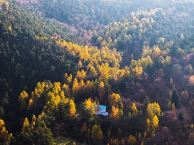 Dağlardaki altın sonbahar ağaçlarının insansız hava aracı görüntüsü. Romanya