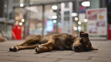 Kahverengi, başıboş köpek geceleri bir mağazanın girişinde uyuyor.