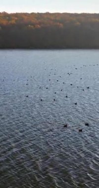 Moldova, Orhei yakınlarındaki Raut nehrinde hareket eden ördeklerin hava aracı görüntüsü. Dikey