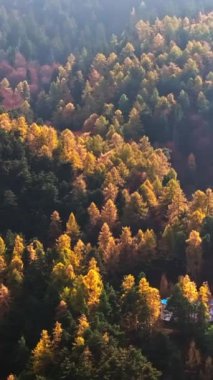 Romanya 'nın Brasov kenti yakınlarındaki Karpat Dağları' nın insansız hava aracı görüntüsü. Dikey