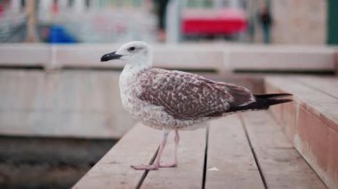 Arka planda bulanık bir liman manzaralı bir çıkıntıdaki martıyı kapat.