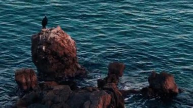 Fransa, Cannes 'da kıyıya vuran dalgalarla bir kayanın üzerinde duran martı.