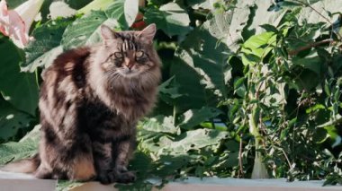 Kahverengi kedi kameraya bakarken yeşilliğin kenarında dikiliyor.