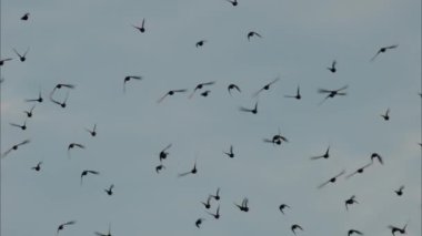 Arka planda mavi gökyüzü ile uçan bir kuş sürüsü