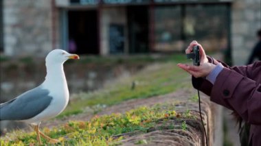 Fransa, Antibes 'te bir izleme noktasında bir martının fotoğraflarını çeken bir kadın.