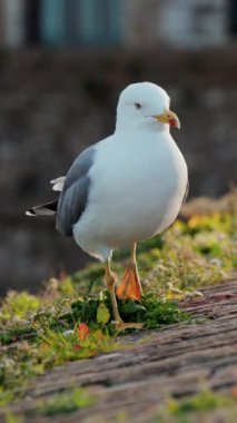 Antibes, Fransa 'da bir izleme noktasında yürüyen bir martıya yakın durun. Dikey