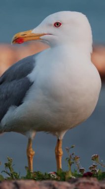 Sahildeki martıyı kapatın. Arka planda bulanık deniz manzarası olsun. Dikey
