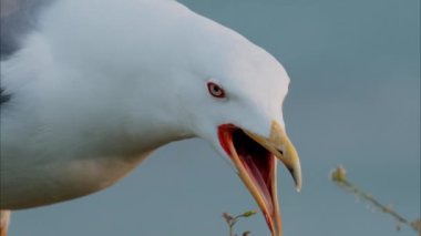 Sahilde çığlıklar atan bir martıyı kapatın. Arka planda bulanık bir deniz manzarası olsun.