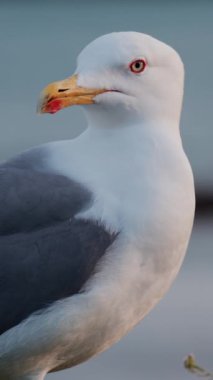 Sahildeki martıyı kapatın. Arka planda bulanık deniz manzarası olsun. Dikey