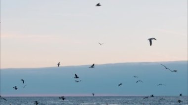 Akşamları Fransa 'nın Cannes şehrinde denizler üzerinde uçan martılar.