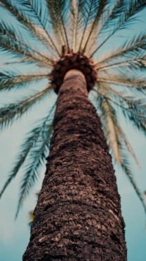 Mavi arka planda bir palmiye ağacının alçak açılı görüntüsü. Dikey