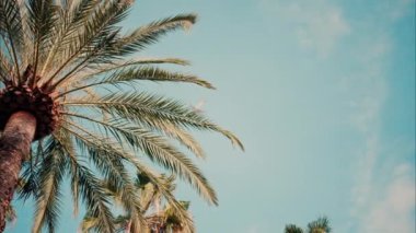Mavi gökyüzü arkaplanındaki palmiye ağaçlarının düşük açılı görüntüsü