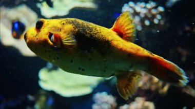 Mercan resiflerinin yakınında yüzen siyah benekli kirpi balığına yaklaş.