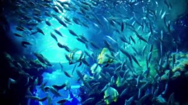 Mavi maomao balığı sürüsü mercan resiflerinin yakınında yüzüyor.