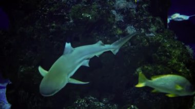 Mercan resiflerinin yakınında yüzen siyah uçlu bir köpekbalığının yakınında.